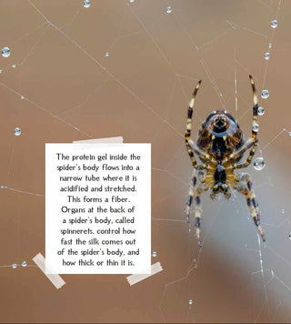 Amazing spider silk: Super-elastic proteins key to spider web's  stretchiness